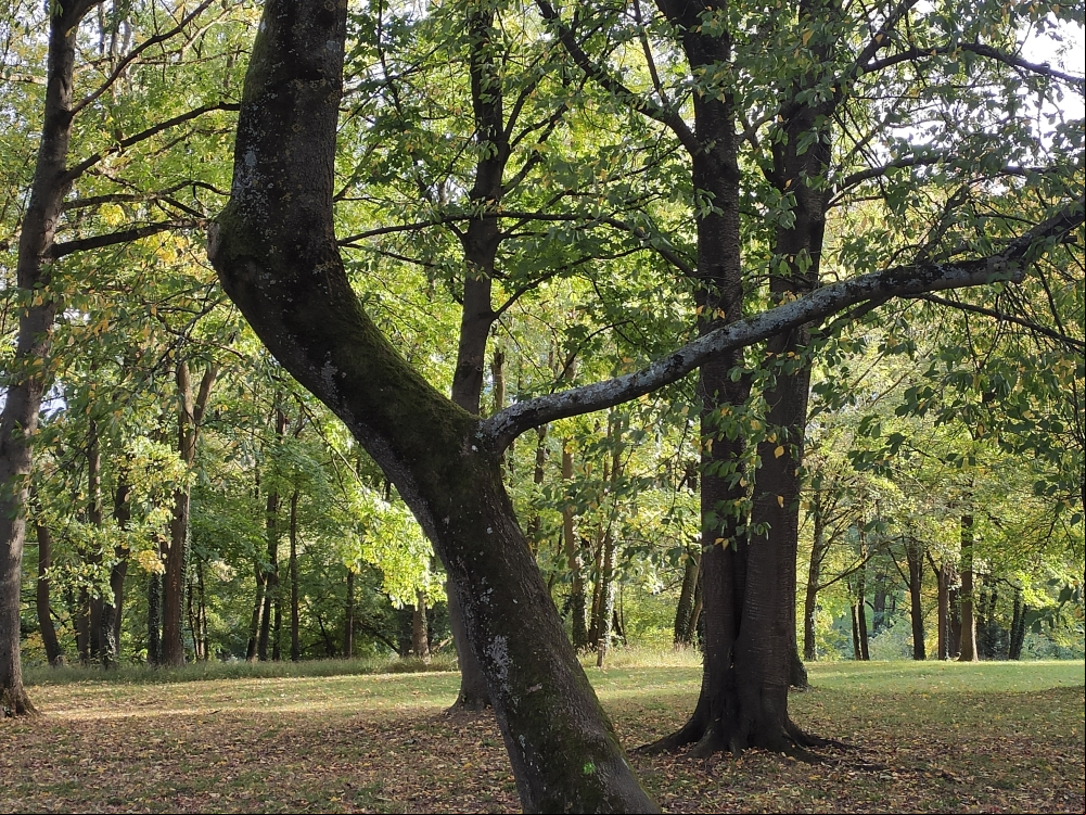 Arbre Zoom